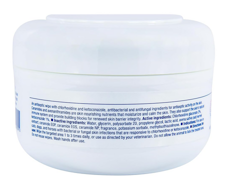 Coccothrinax sp. 'Cera Blanca' ヤシ Coccothrinax sp. 'Cera Blanca